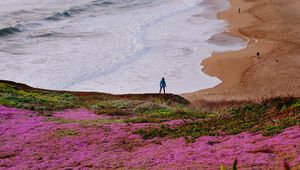 Preview wallpaper field, flowers, coast, sea, silhouette