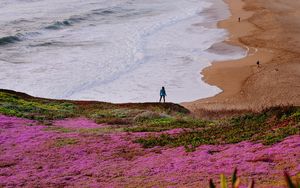 Preview wallpaper field, flowers, coast, sea, silhouette