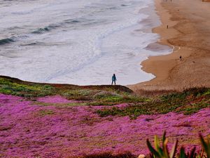 Preview wallpaper field, flowers, coast, sea, silhouette