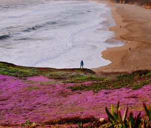 Preview wallpaper field, flowers, coast, sea, silhouette