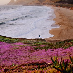 Preview wallpaper field, flowers, coast, sea, silhouette