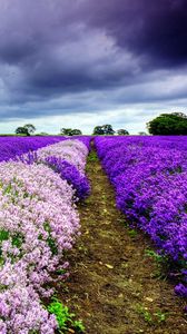 Preview wallpaper field, flowers, distance, summer