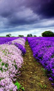 Preview wallpaper field, flowers, distance, summer