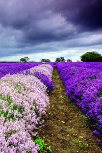 Preview wallpaper field, flowers, distance, summer