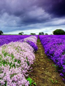 Preview wallpaper field, flowers, distance, summer