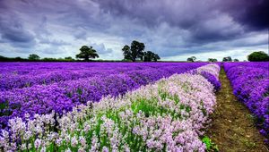 Preview wallpaper field, flowers, distance, summer