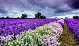 Preview wallpaper field, flowers, distance, summer