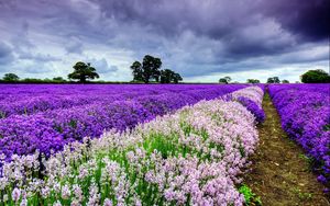 Preview wallpaper field, flowers, distance, summer