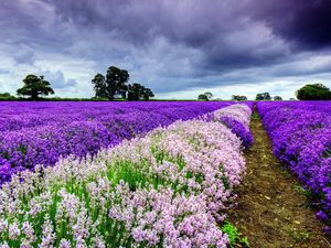 Preview wallpaper field, flowers, distance, summer