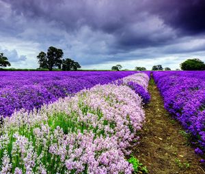 Preview wallpaper field, flowers, distance, summer