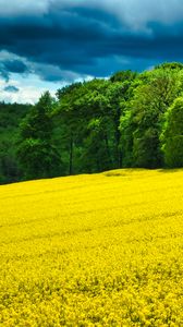 Preview wallpaper field, flowers, forest, trees, landscape