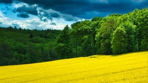 Preview wallpaper field, flowers, forest, trees, landscape