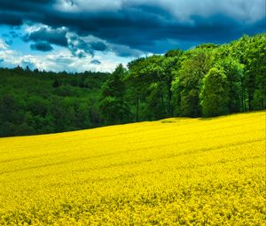 Preview wallpaper field, flowers, forest, trees, landscape