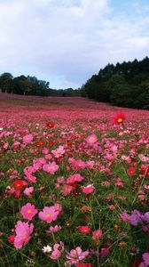 Preview wallpaper field, flowers, grass, sky