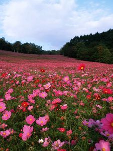 Preview wallpaper field, flowers, grass, sky