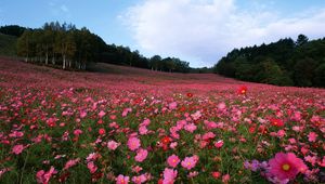 Preview wallpaper field, flowers, grass, sky