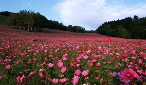 Preview wallpaper field, flowers, grass, sky