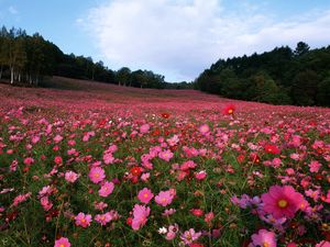 Preview wallpaper field, flowers, grass, sky