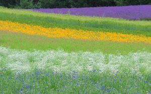 Preview wallpaper field, flowers, grass, summer