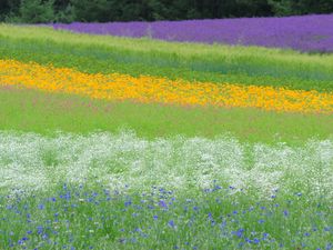 Preview wallpaper field, flowers, grass, summer