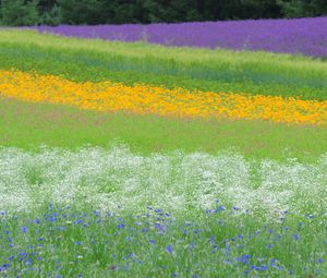 Preview wallpaper field, flowers, grass, summer