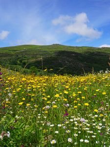 Preview wallpaper field, flowers, hills, landscape, nature