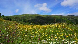 Preview wallpaper field, flowers, hills, landscape, nature