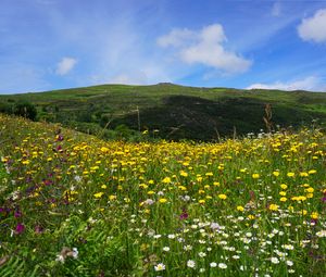 Preview wallpaper field, flowers, hills, landscape, nature