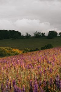 Preview wallpaper field, flowers, hills, slope, trees