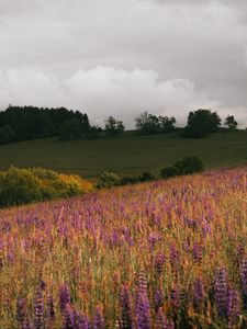 Preview wallpaper field, flowers, hills, slope, trees