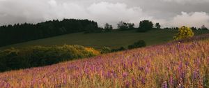 Preview wallpaper field, flowers, hills, slope, trees