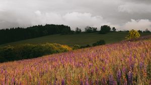 Preview wallpaper field, flowers, hills, slope, trees