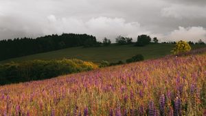 Preview wallpaper field, flowers, hills, slope, trees