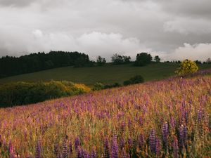 Preview wallpaper field, flowers, hills, slope, trees