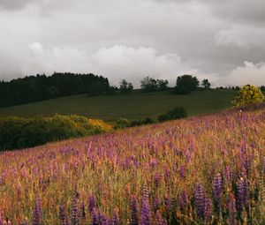 Preview wallpaper field, flowers, hills, slope, trees