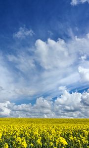 Preview wallpaper field, flowers, horizon