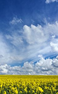 Preview wallpaper field, flowers, horizon
