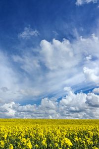 Preview wallpaper field, flowers, horizon