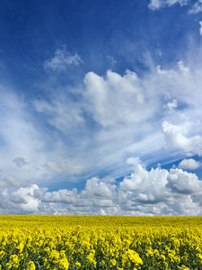 Preview wallpaper field, flowers, horizon