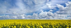 Preview wallpaper field, flowers, horizon