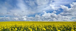 Preview wallpaper field, flowers, horizon