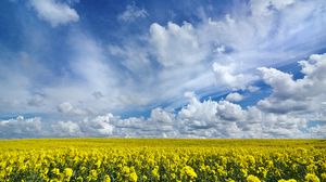 Preview wallpaper field, flowers, horizon