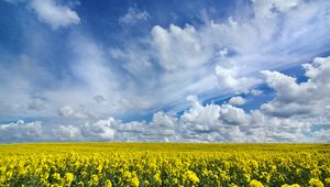 Preview wallpaper field, flowers, horizon