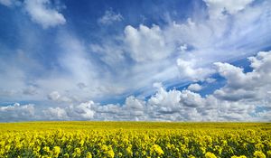 Preview wallpaper field, flowers, horizon