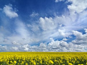 Preview wallpaper field, flowers, horizon