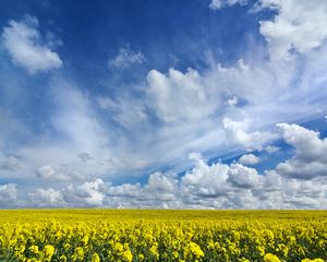 Preview wallpaper field, flowers, horizon