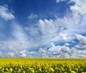 Preview wallpaper field, flowers, horizon