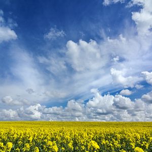 Preview wallpaper field, flowers, horizon