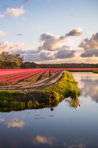 Preview wallpaper field, flowers, lake, landscape