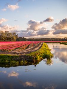 Preview wallpaper field, flowers, lake, landscape